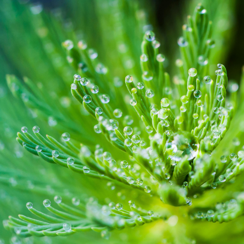 Plant Extracts